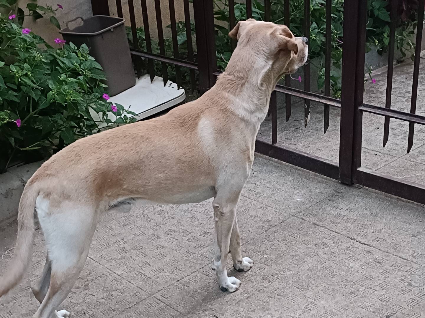 Adotta un cane, taglia media contenuta, maschio, Caserta