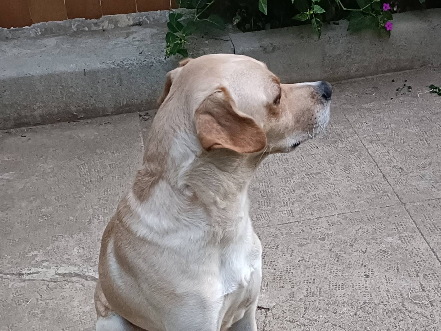 Vuoi adottare un cane a Caserta?