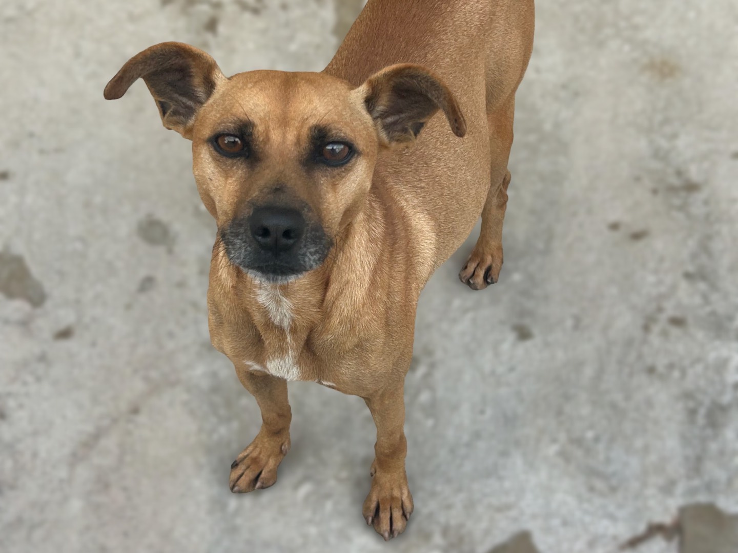 Adotta un cane, maschio, 2 anni e 10 mesi, Sud