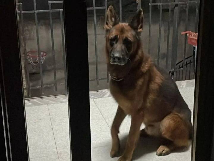 Adozione cane, maschio, Pastore tedesco Razza sconosciuta, 7 anni e 2 mesi, taglia gigante, Salerno