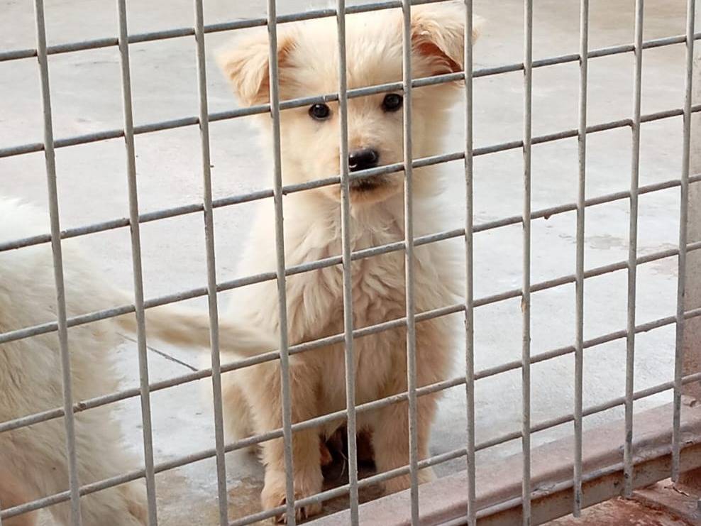 Adozione cane, maschio, Razza sconosciuta Razza sconosciuta, 2 mesi, taglia media, Caserta