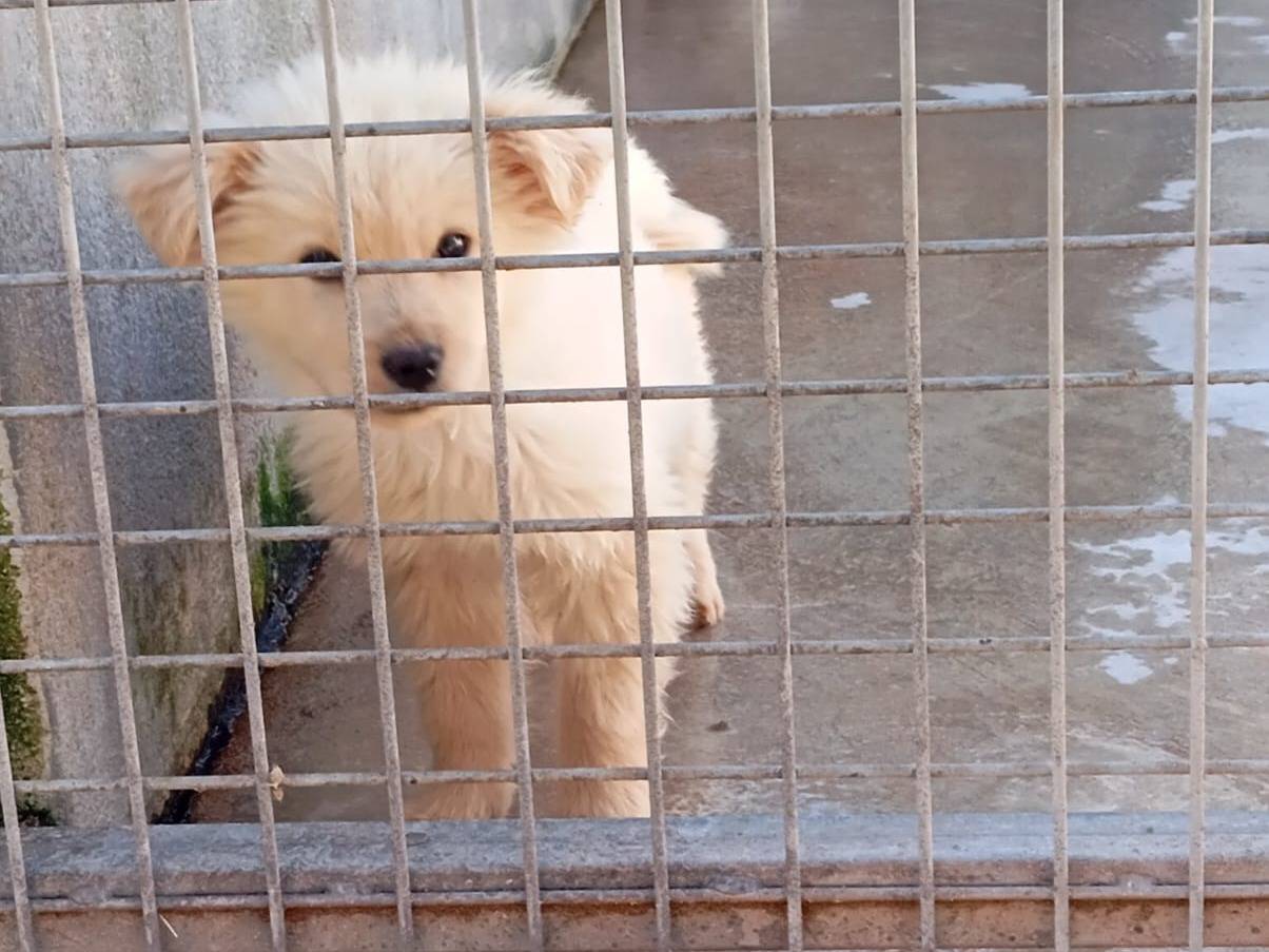 Adotta un cane, taglia media, maschio, Caserta