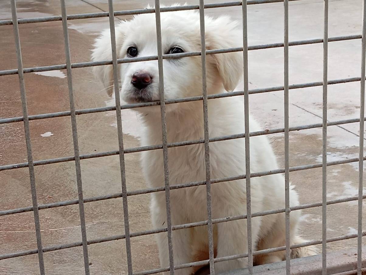 Adozione cane, femmina, Razza sconosciuta Razza sconosciuta, 2 mesi, taglia media, Caserta