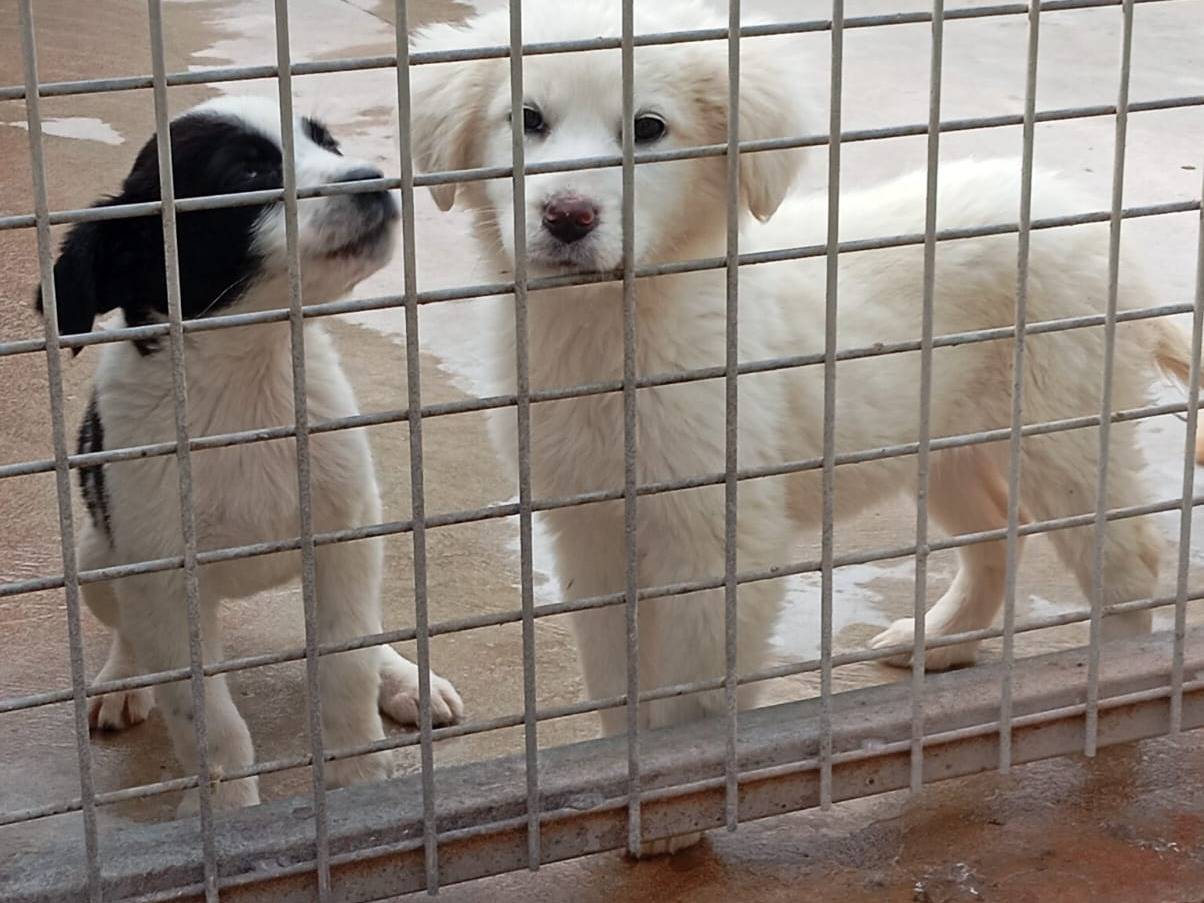 Adotta un cane, femmina, 2 mesi, Caserta