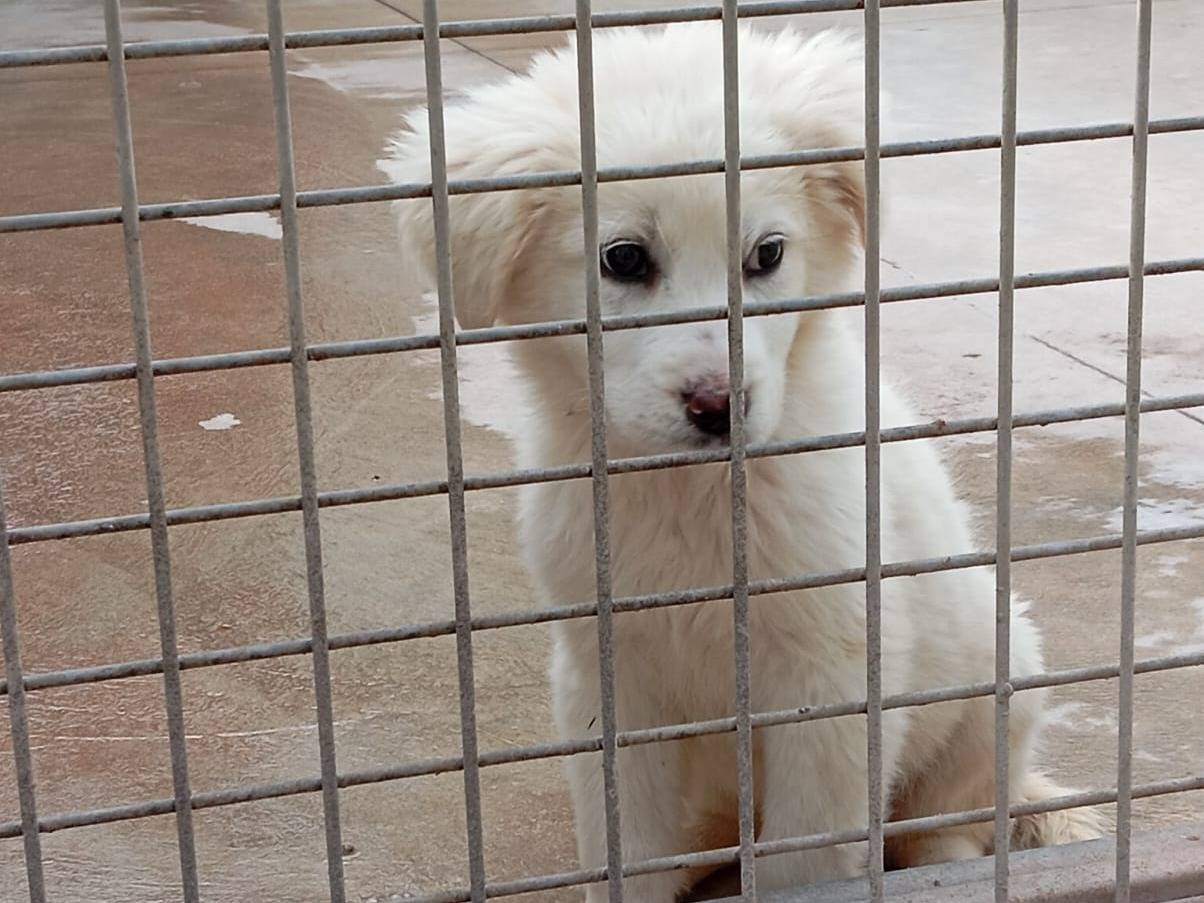 Adotta un cane, taglia media, femmina, Caserta