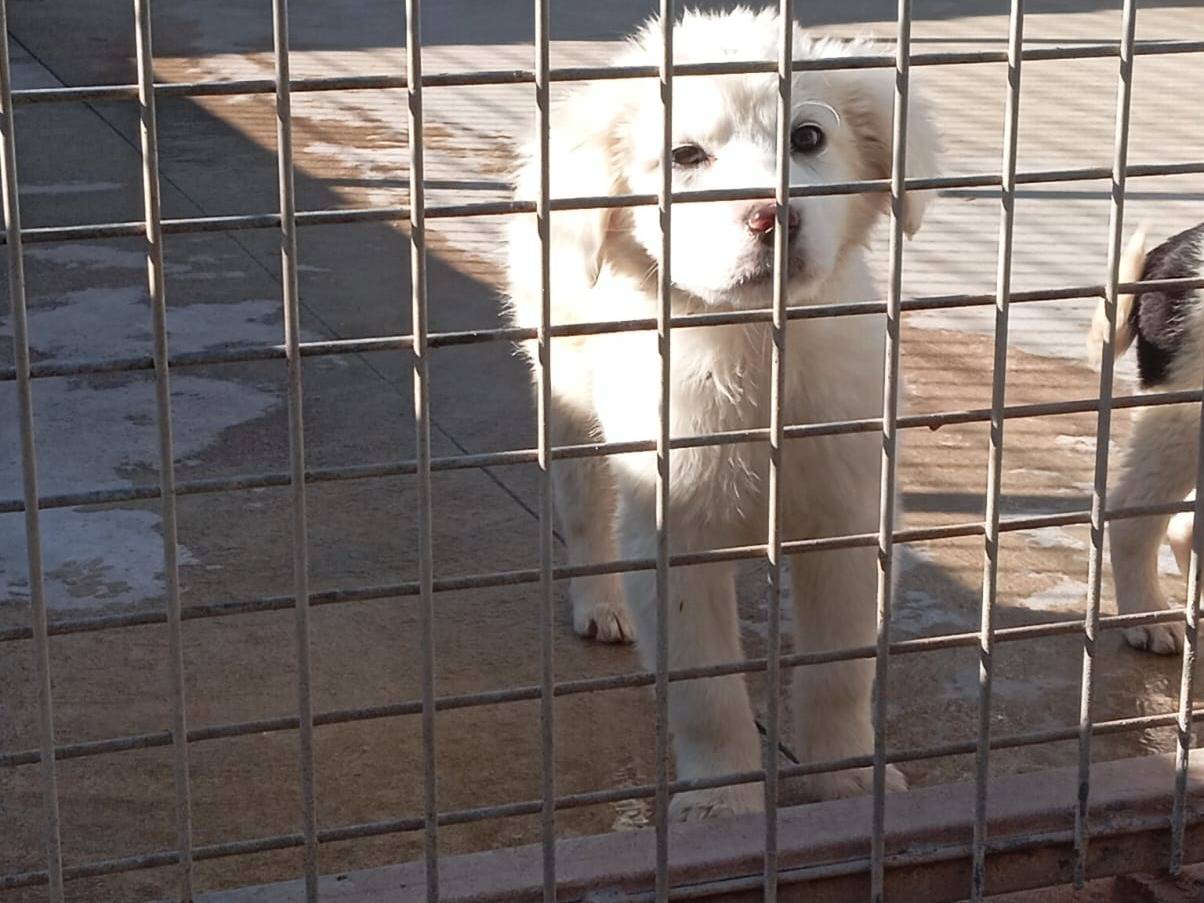 Vuoi adottare un cane a Caserta?