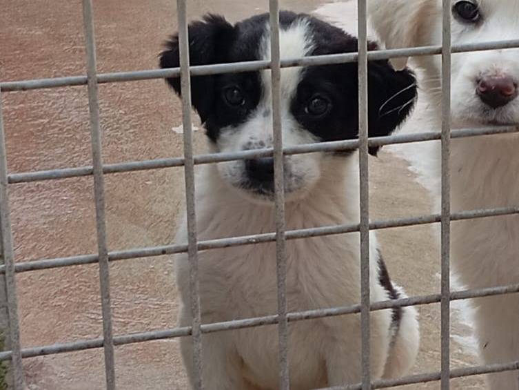 Adozione cane, femmina, Razza sconosciuta Razza sconosciuta, 2 mesi, taglia media, Caserta