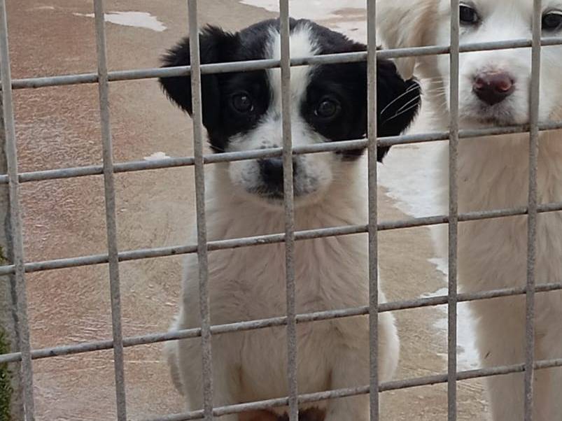 Adotta un cane, femmina, 2 mesi, Caserta