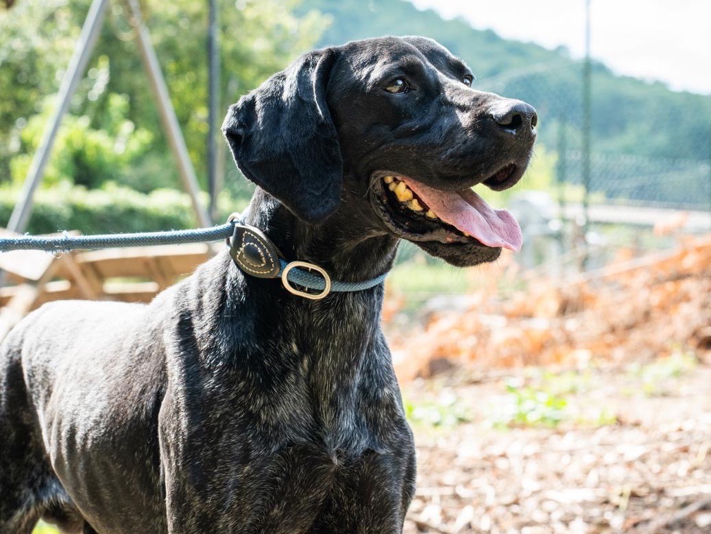 Adozione cane, maschio, Bracco Razza sconosciuta, 7 anni e 8 mesi, taglia grande, Perugia