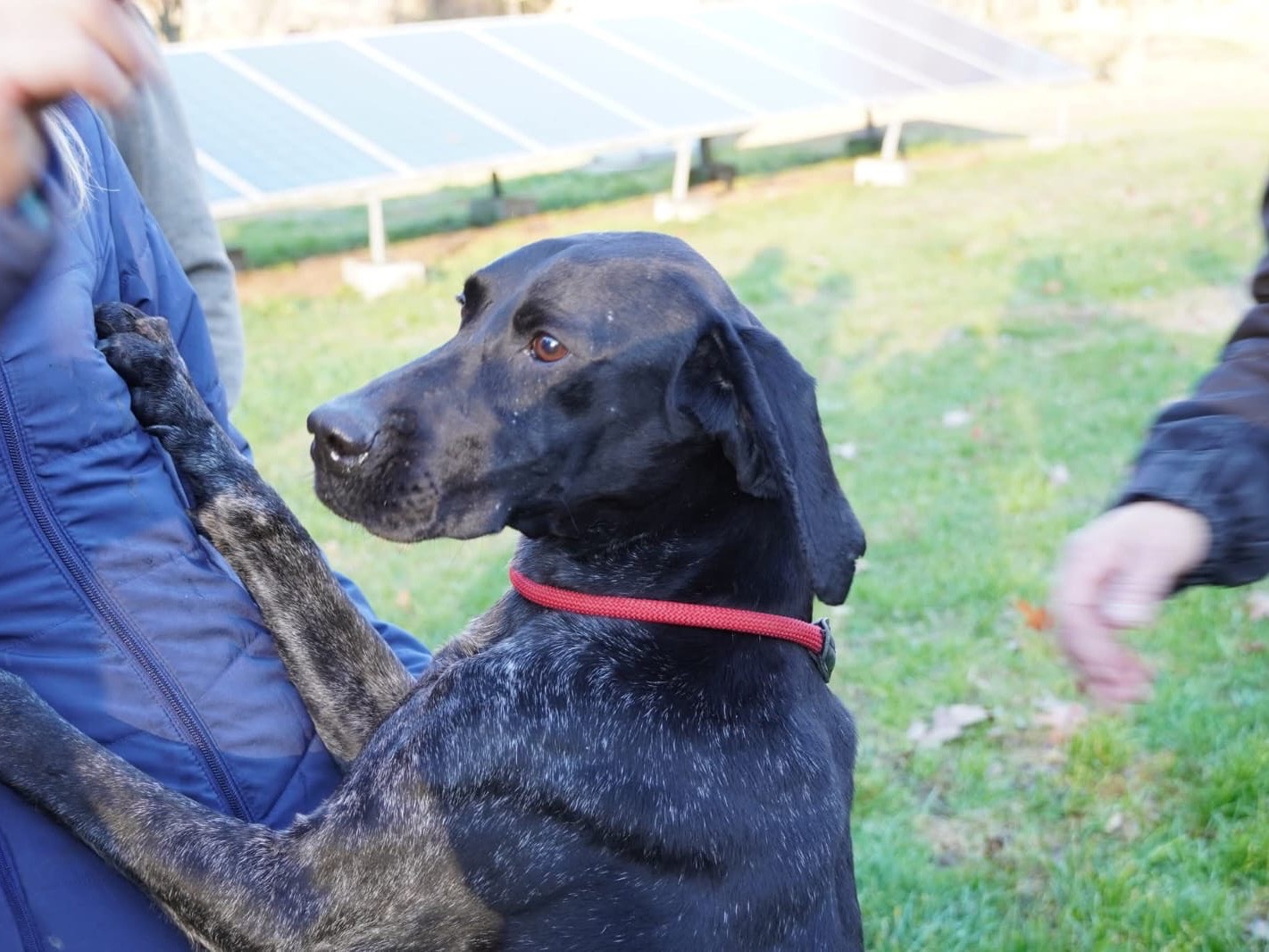 Adotta un cane, taglia grande, maschio, Perugia
