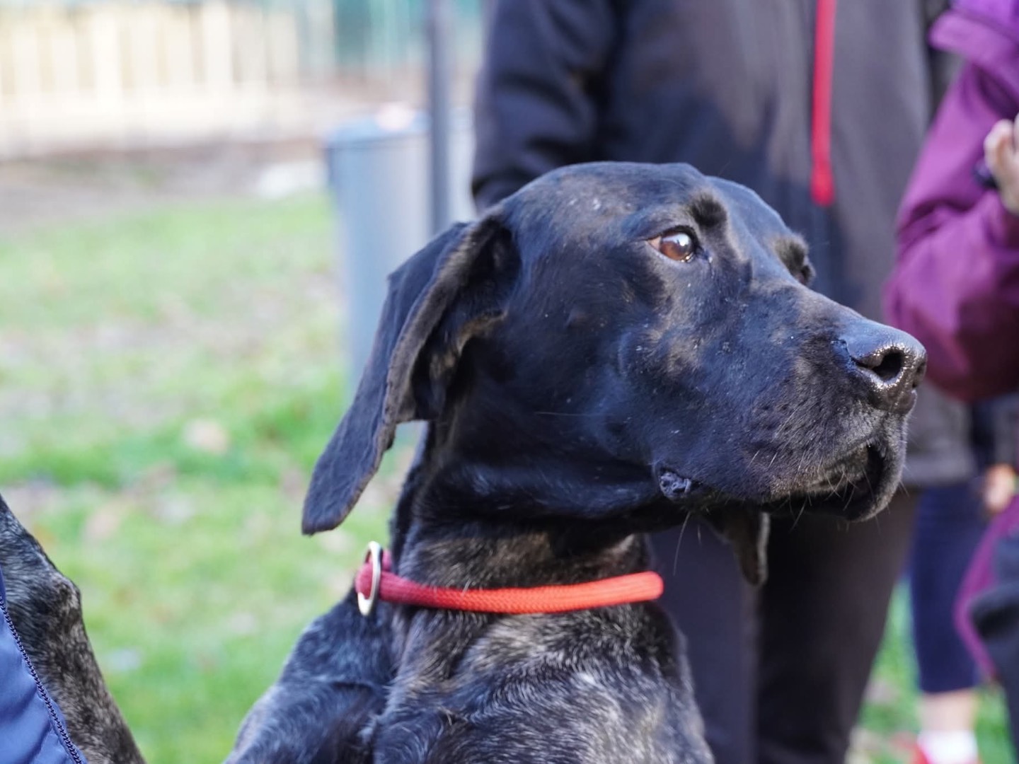 Vuoi adottare un cane a Perugia?
