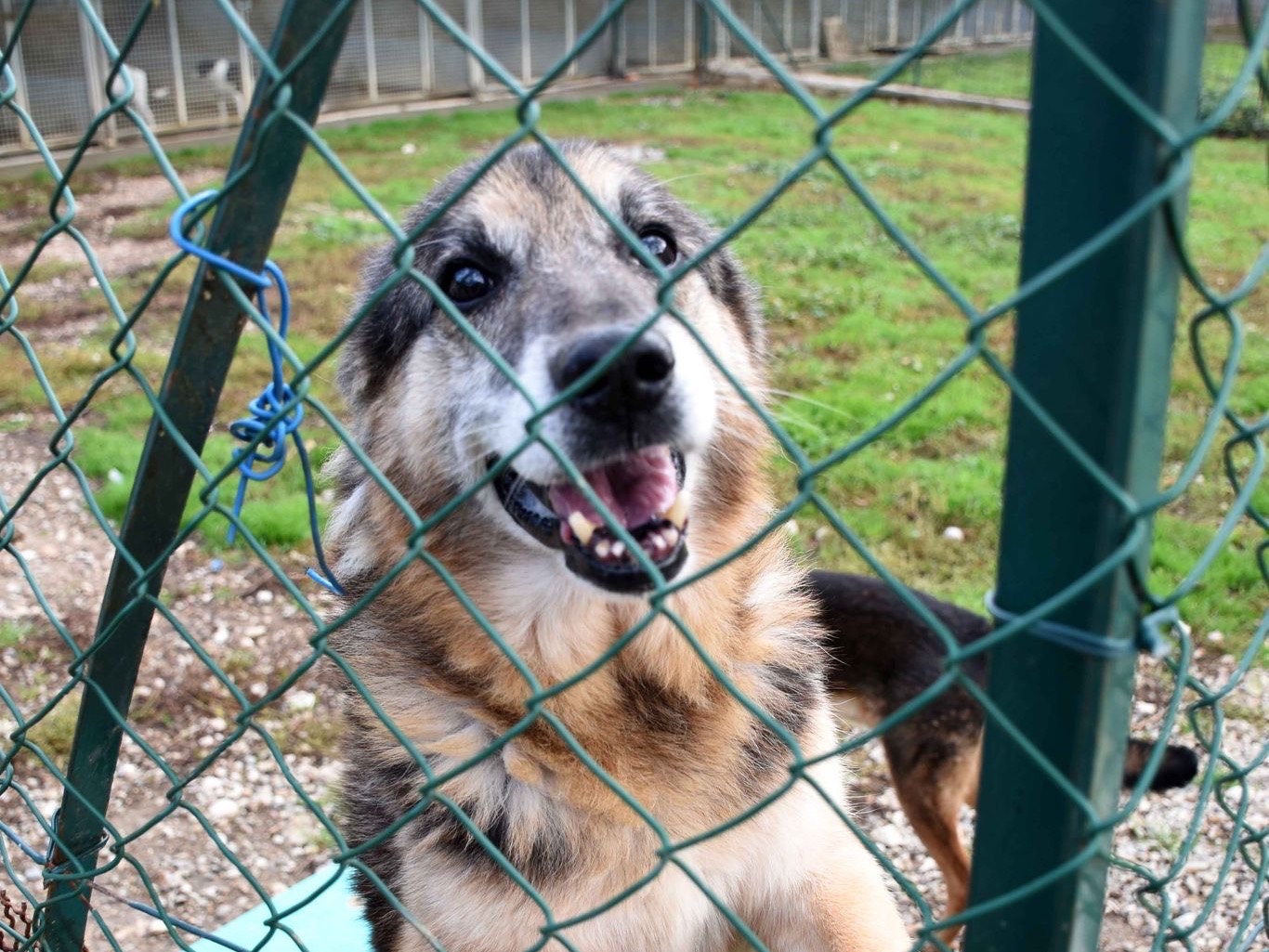 Vuoi adottare un cane a Perugia?