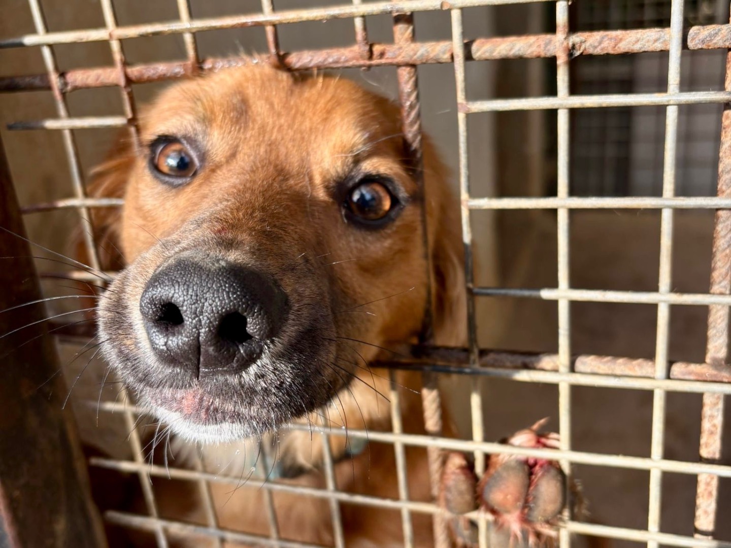 Adotta un cane, maschio, 9 mesi, Latina