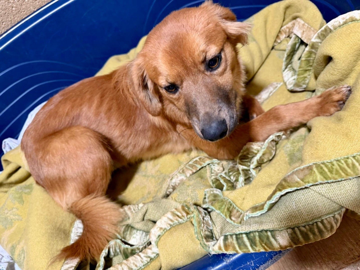 Adotta un cane, taglia media contenuta, maschio, Latina