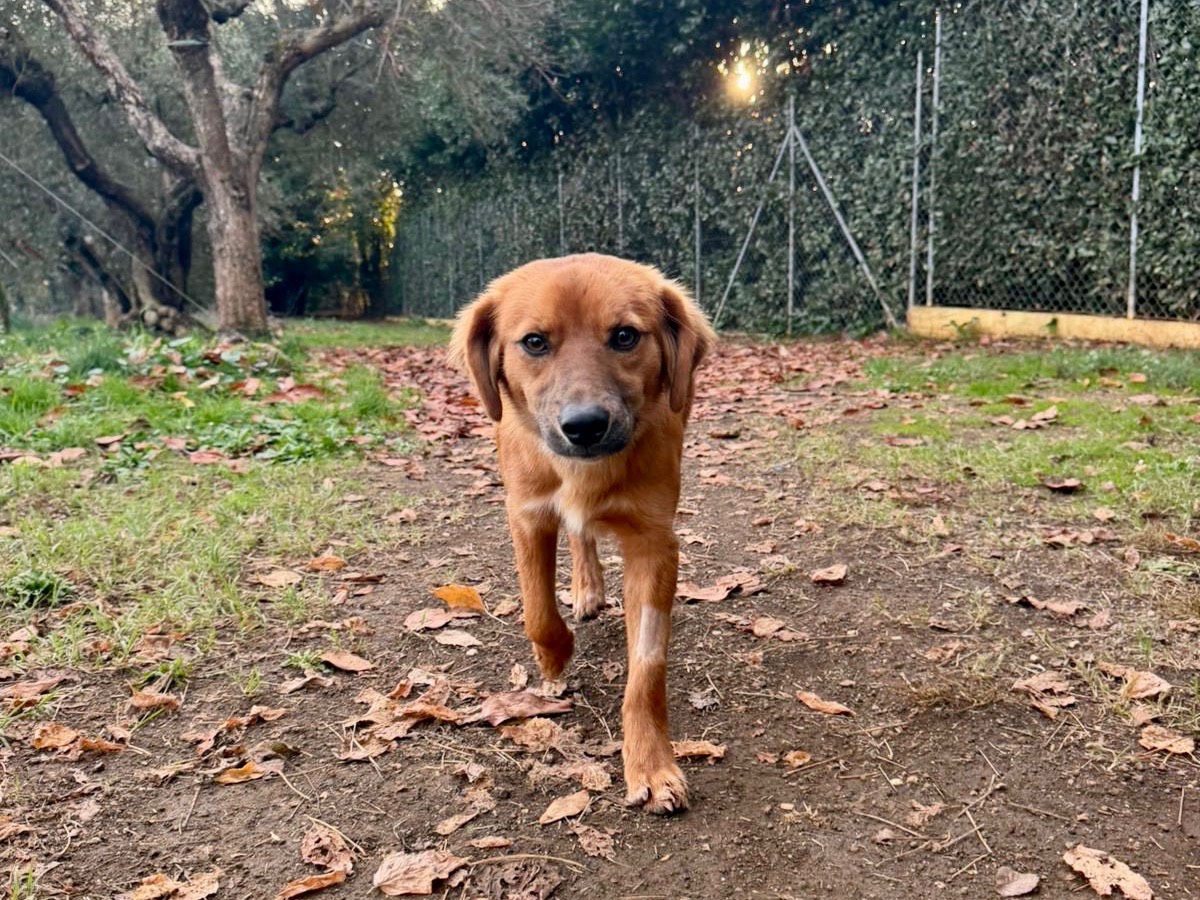 Vuoi adottare un cane a Latina?