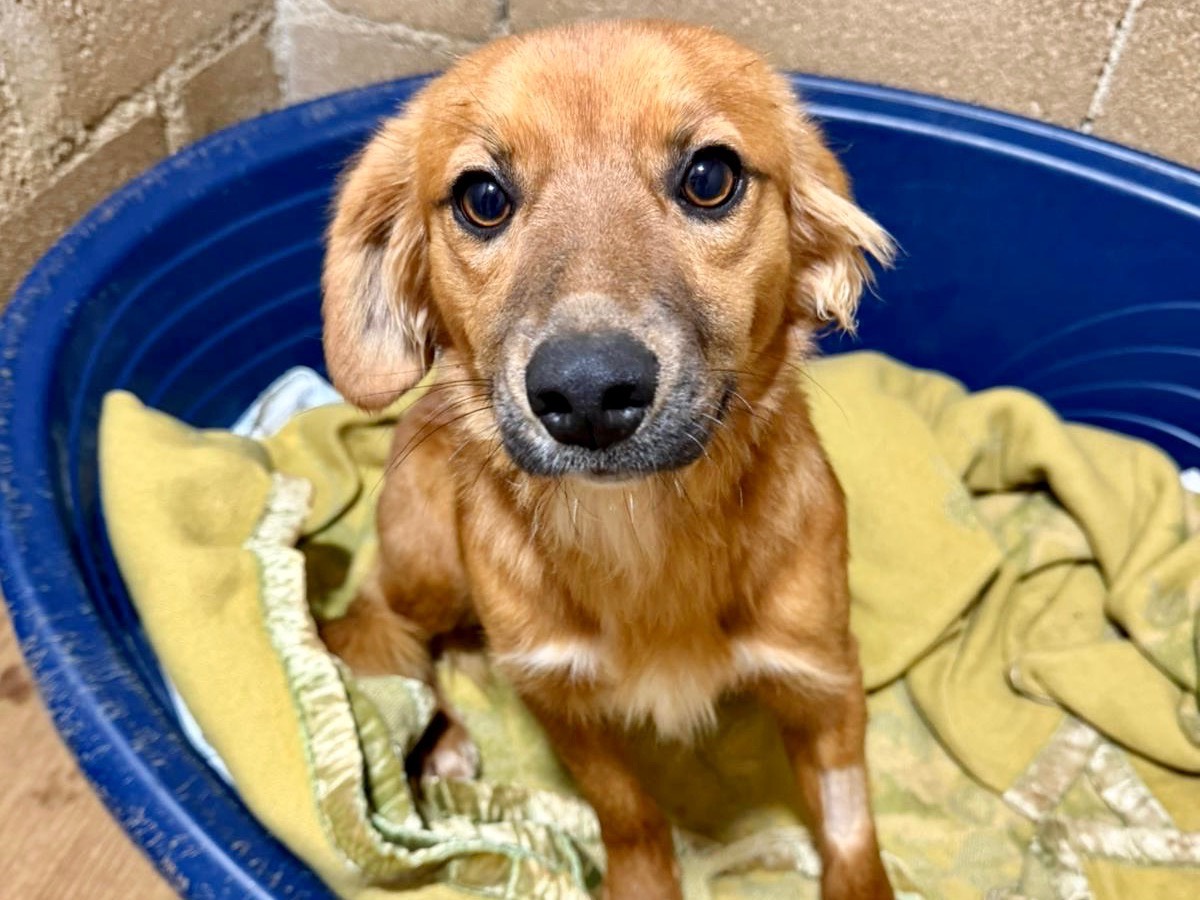 Adotta il cane Pepe a Latina