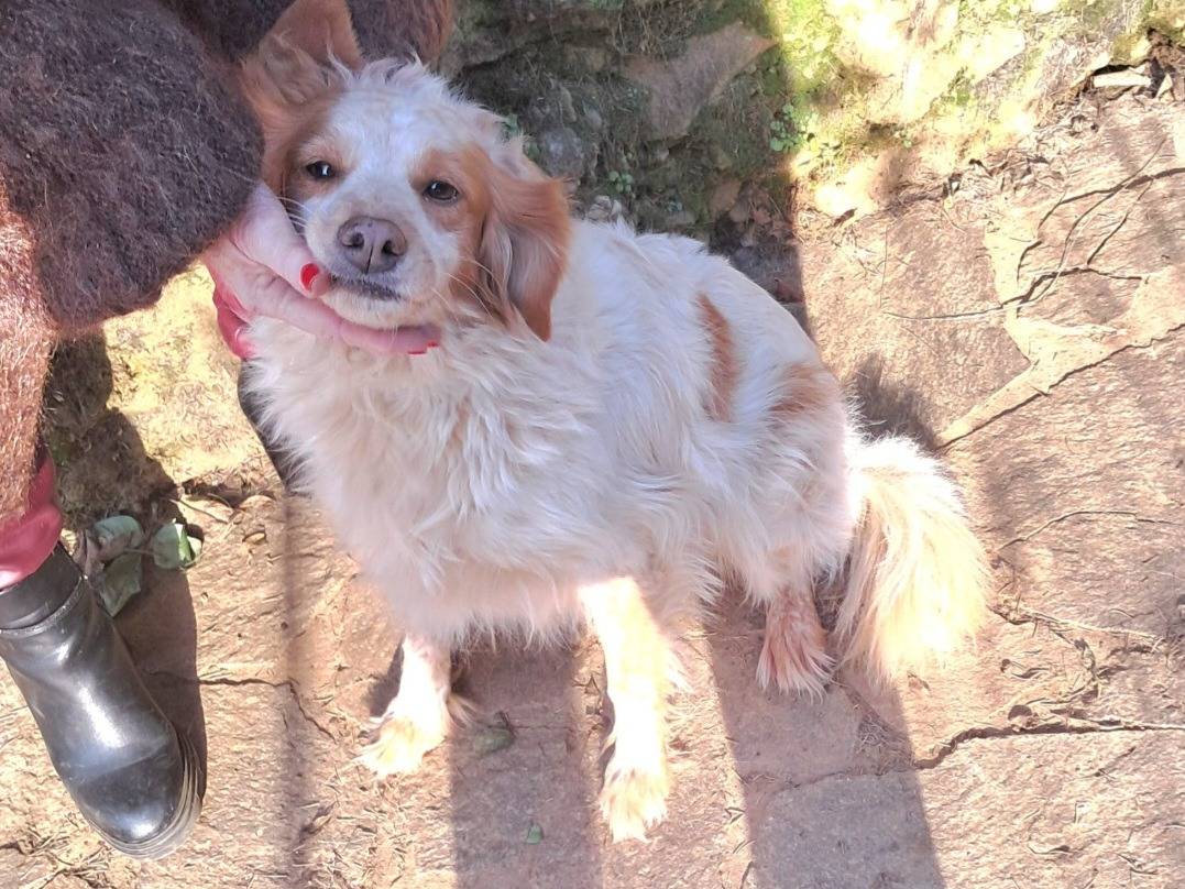 Adozione cane, femmina, Breton Razza sconosciuta, 9 anni, taglia media, Pavia