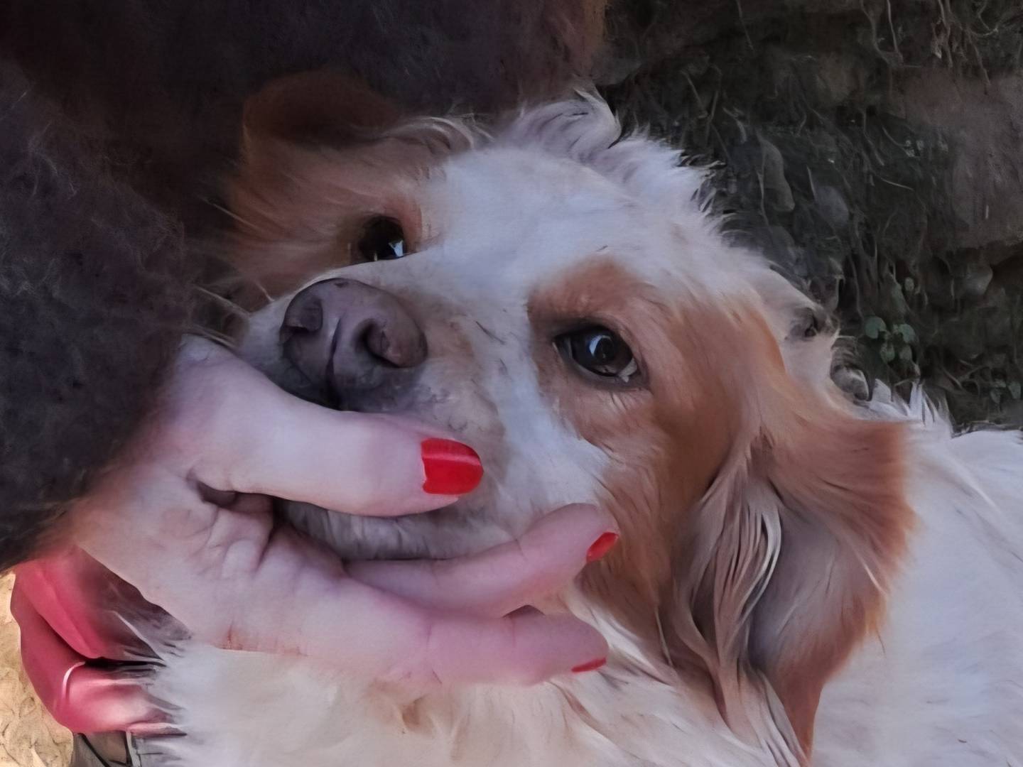 Adotta un cane, femmina, 9 anni, Pavia