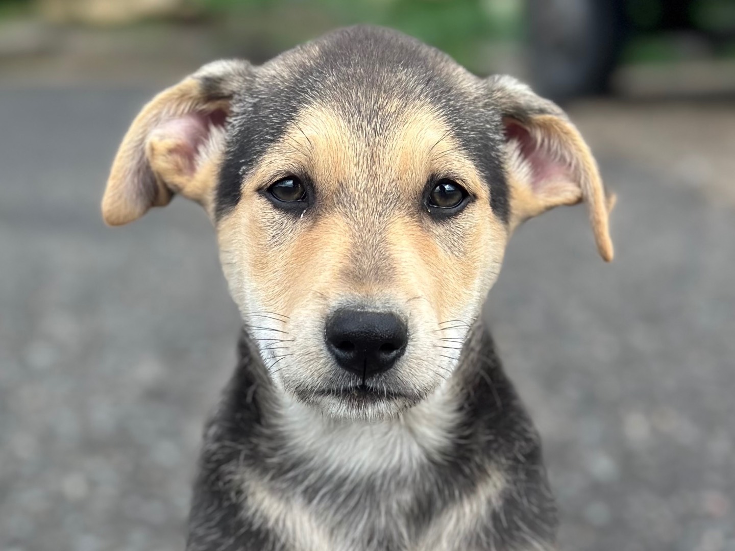 Adozione cane, maschio, Razza sconosciuta Razza sconosciuta, 2 mesi, taglia media, Siracusa