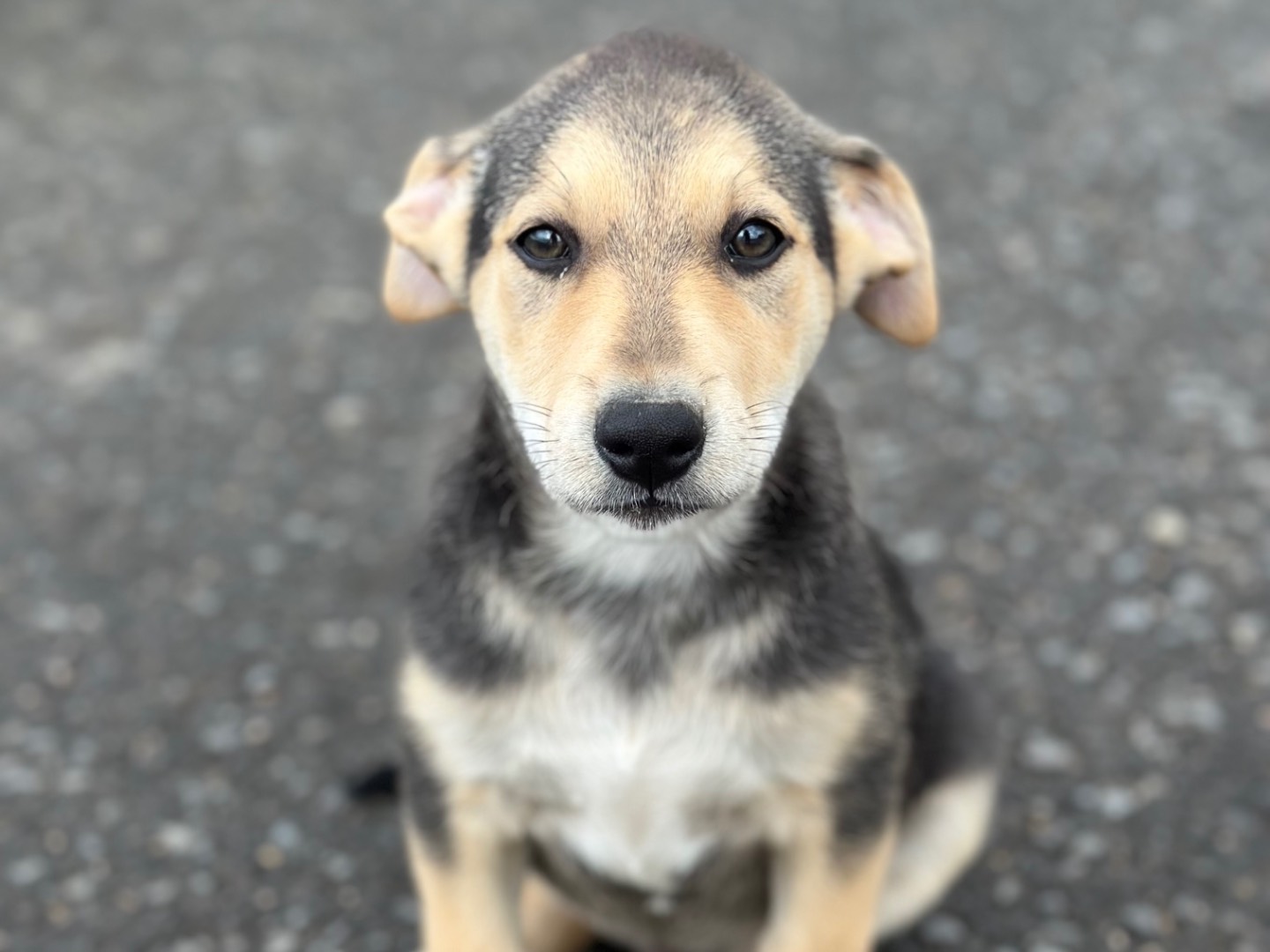 Adotta un cane, maschio, 2 mesi, Siracusa