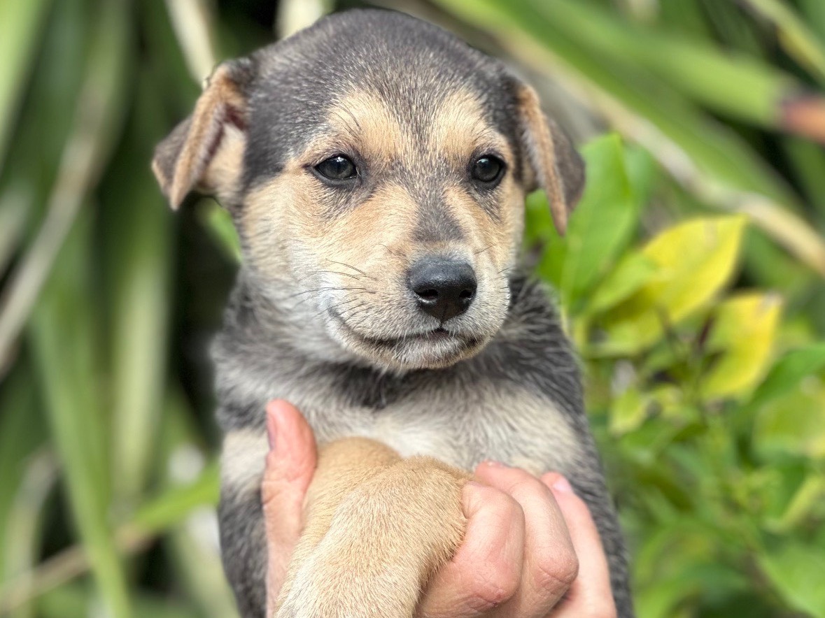 Adotta un cane, taglia media, maschio, Siracusa