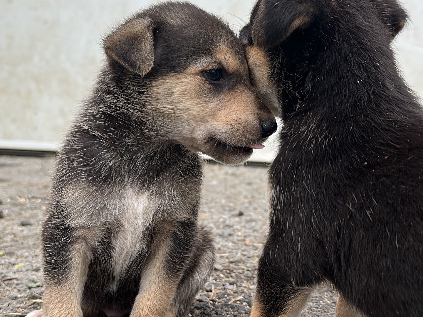 Vuoi adottare un cane a Siracusa?