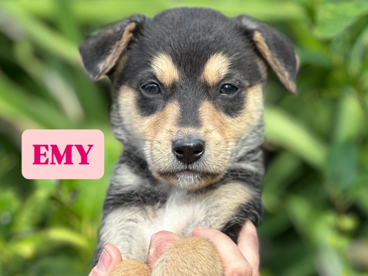 Vuoi adottare un cane a Siracusa?