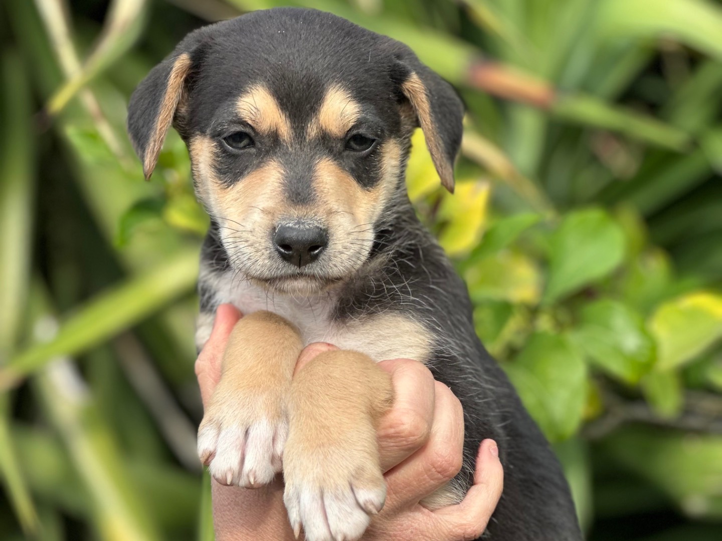 Adotta il cane Emy a Siracusa