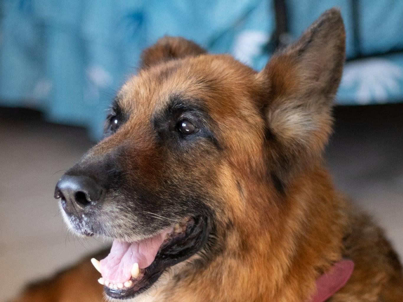 Adozione cane, maschio, Pastore tedesco Razza sconosciuta, 7 anni e 8 mesi, taglia gigante, Caserta