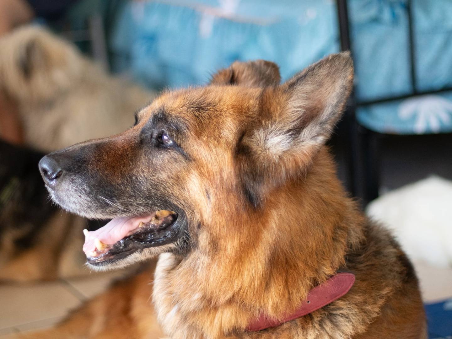 Adotta un cane, maschio, 7 anni e 8 mesi, Caserta