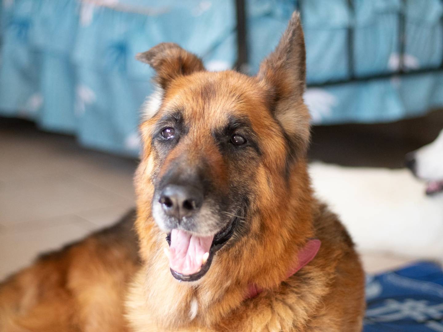 Adotta un cane, taglia gigante, maschio, Caserta