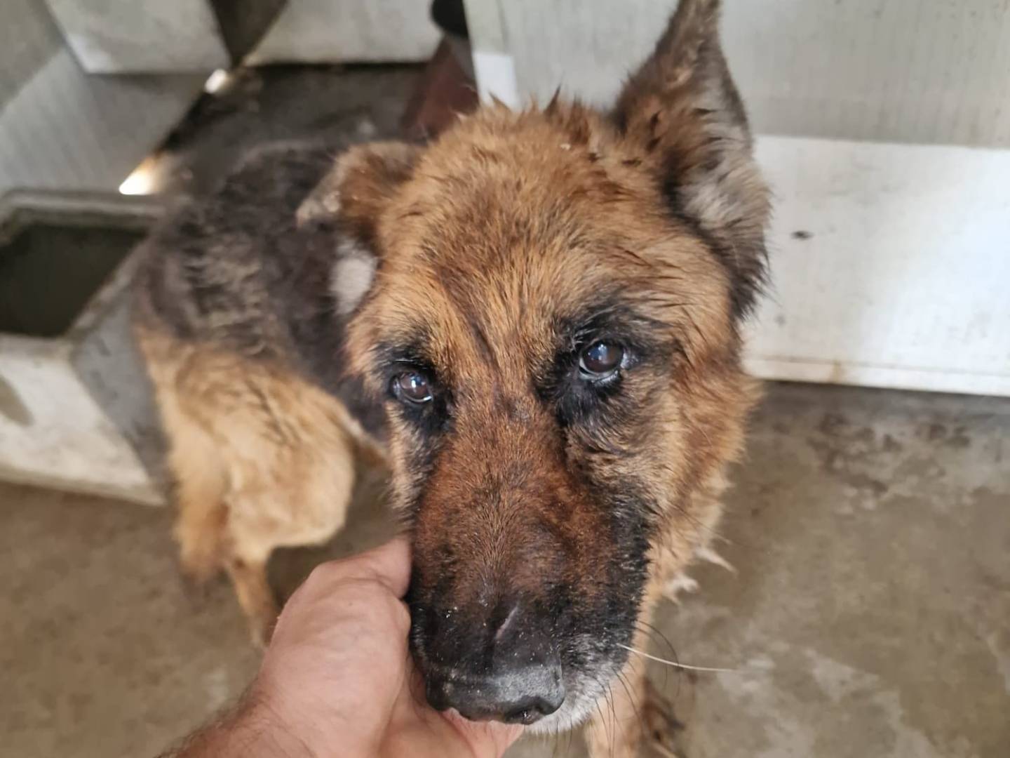 Adotta il cane Argo a Caserta