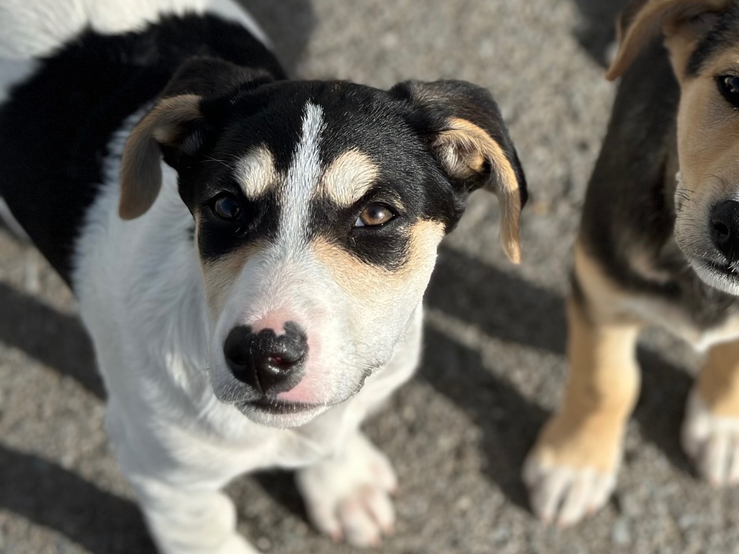 Vuoi adottare un cane a Siracusa?