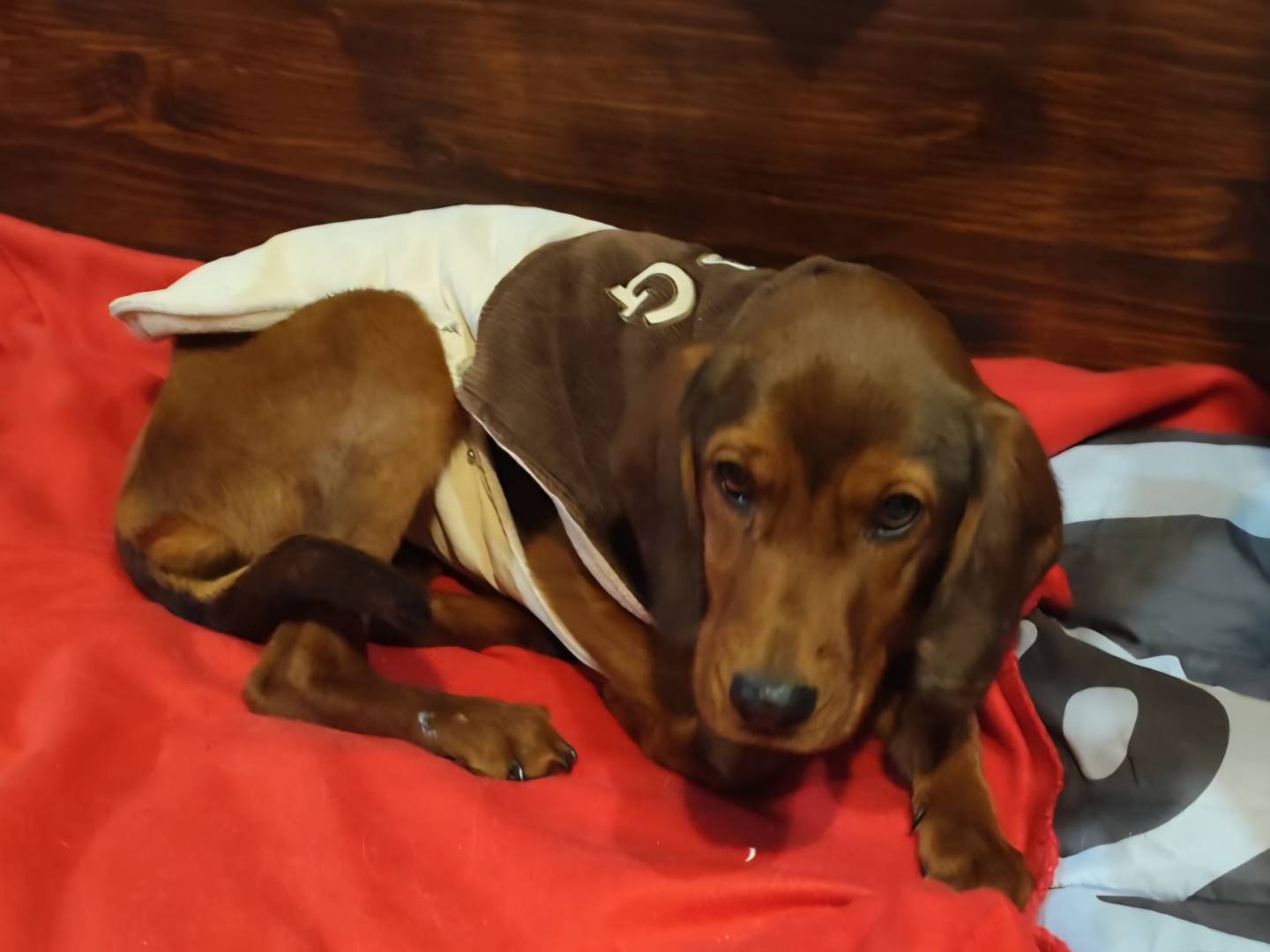 Adozione cane, femmina, Razza sconosciuta Razza sconosciuta, 1 anno, taglia piccola, Firenze