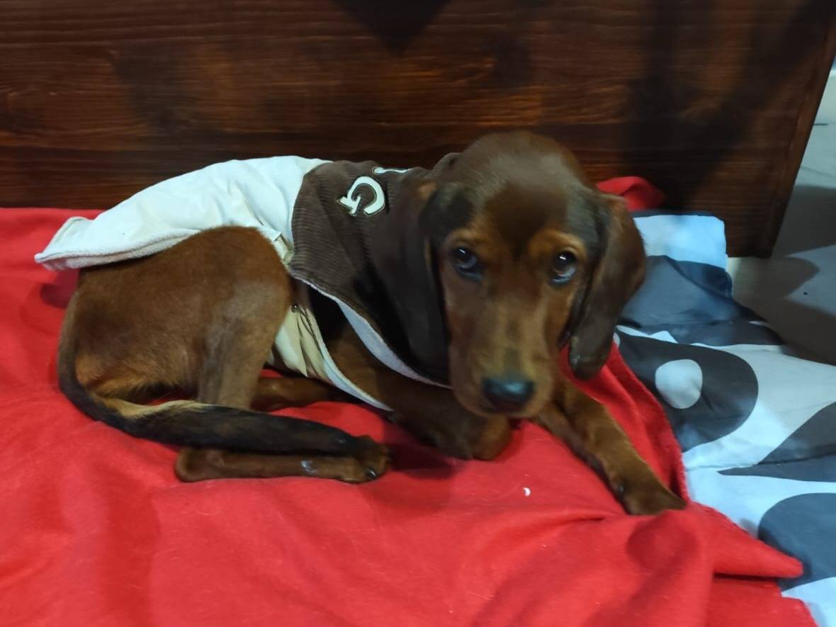 Adotta un cane, femmina, 1 anno, Firenze