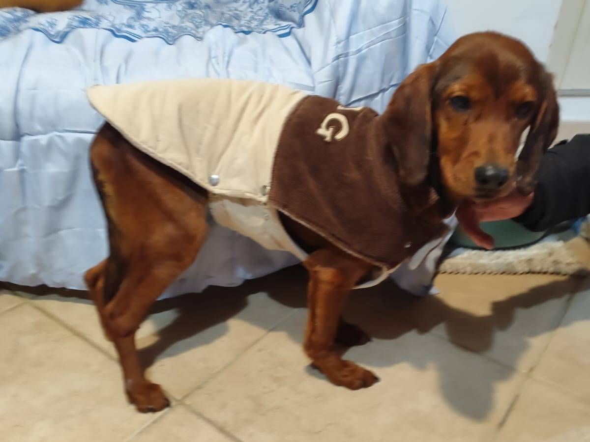 Vuoi adottare un cane a Firenze?