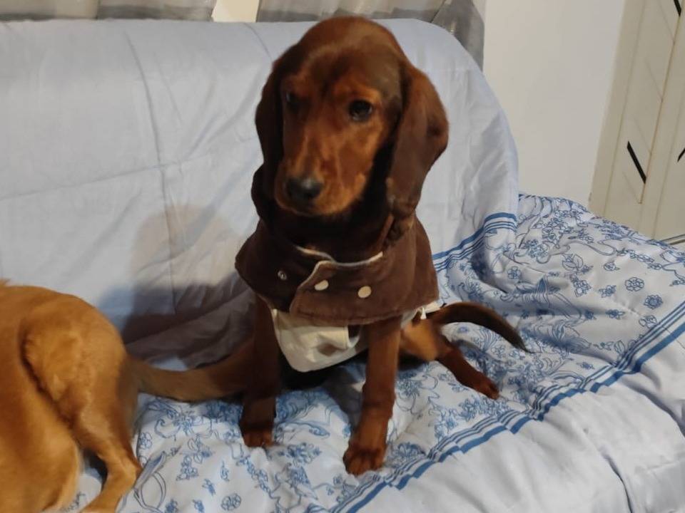 Adotta il cane GIUGGIOLA  a Firenze
