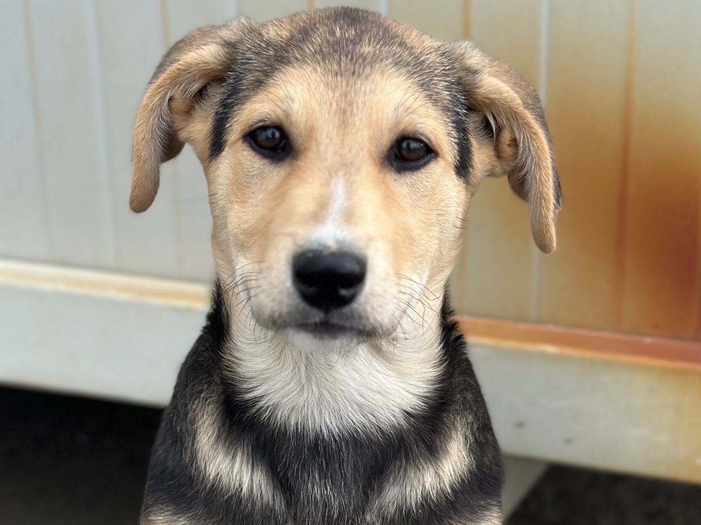 Adozione cane, femmina, Razza sconosciuta Razza sconosciuta, 3 mesi, taglia media, Siracusa