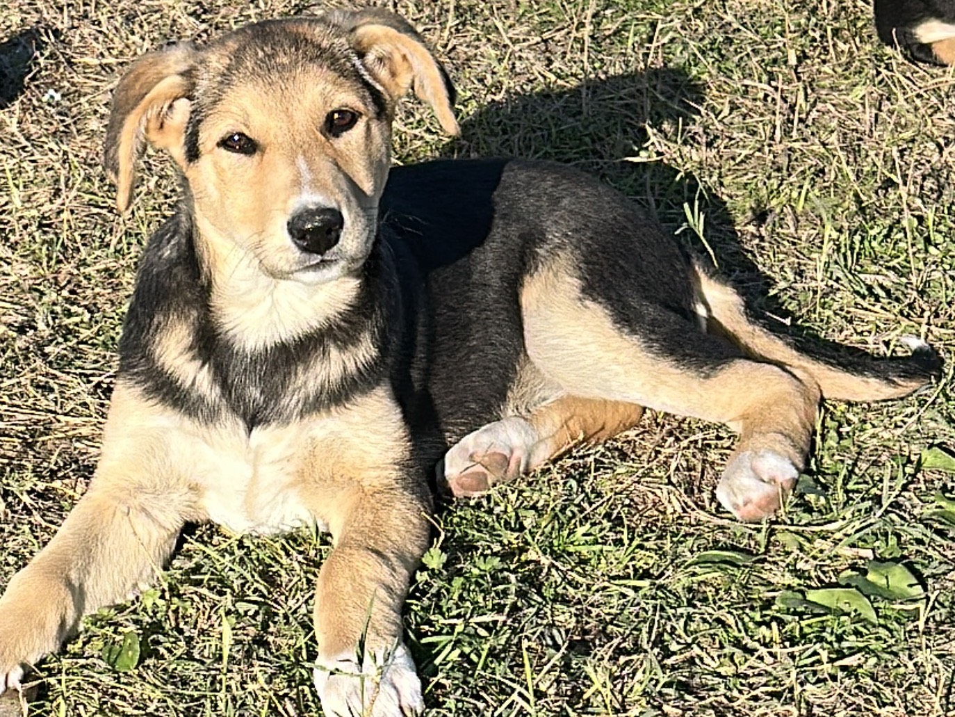 Adotta un cane, femmina, 3 mesi, Siracusa