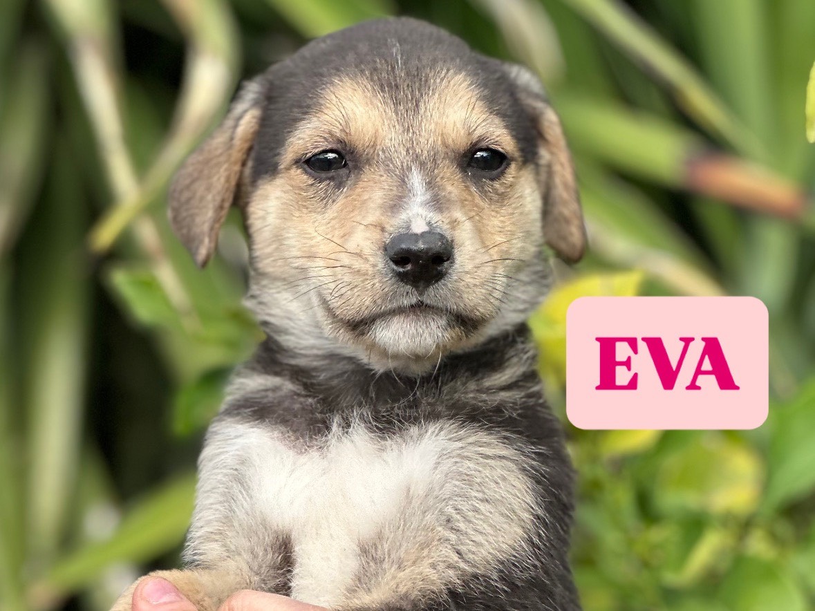 Vuoi adottare un cane a Siracusa?