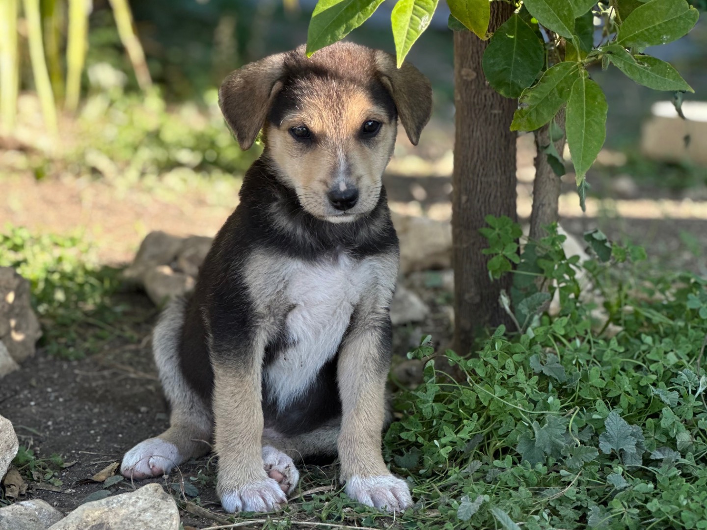 Adotta il cane Eva a Siracusa