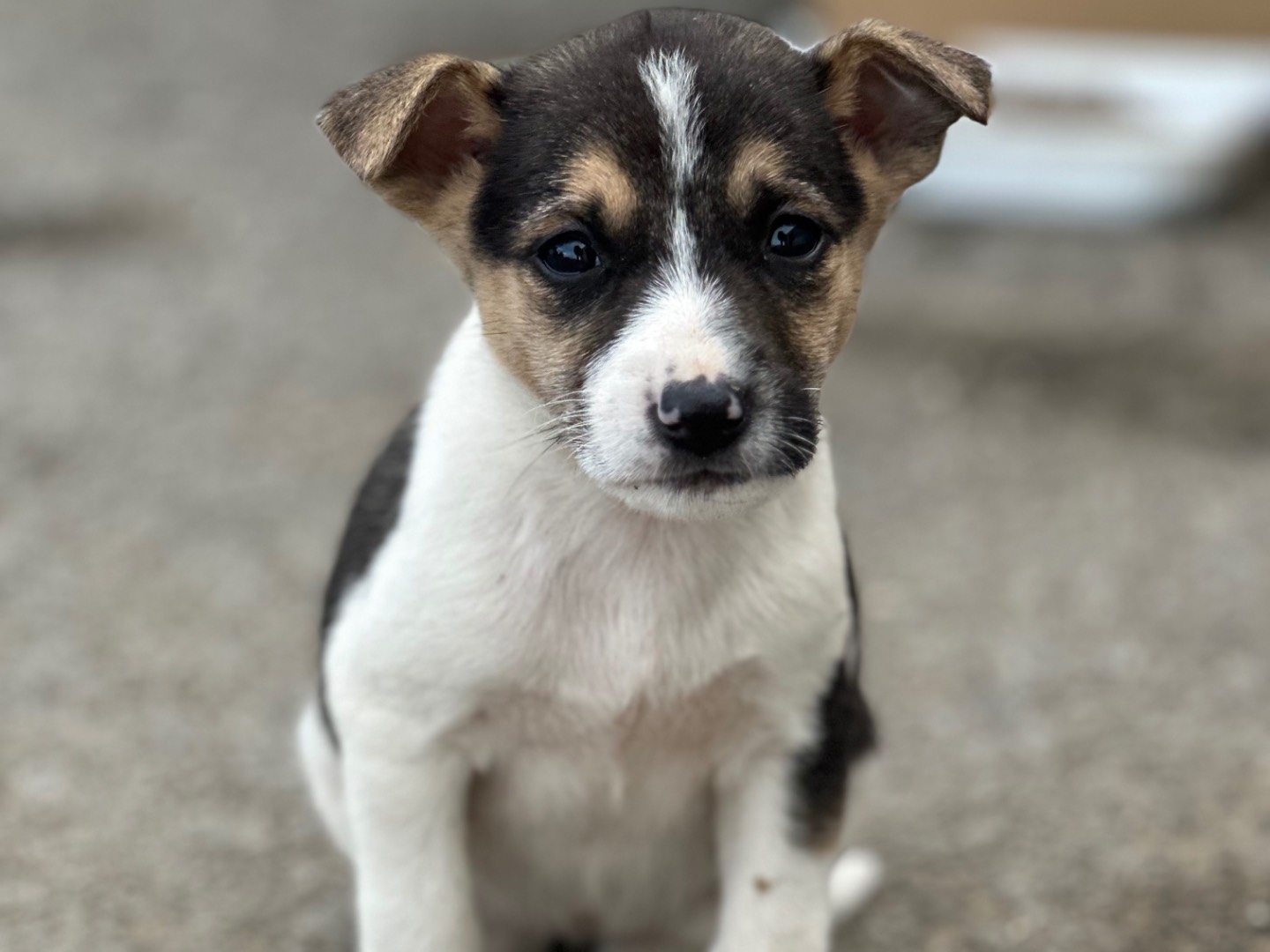 Adotta il cane Ginger a Siracusa