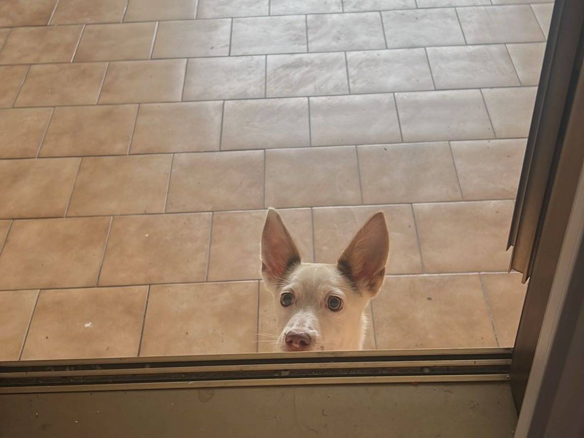 Vuoi adottare un cane a Caserta?