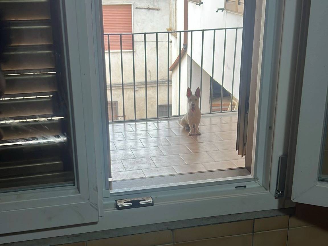 Adotta il cane Rudy a Caserta