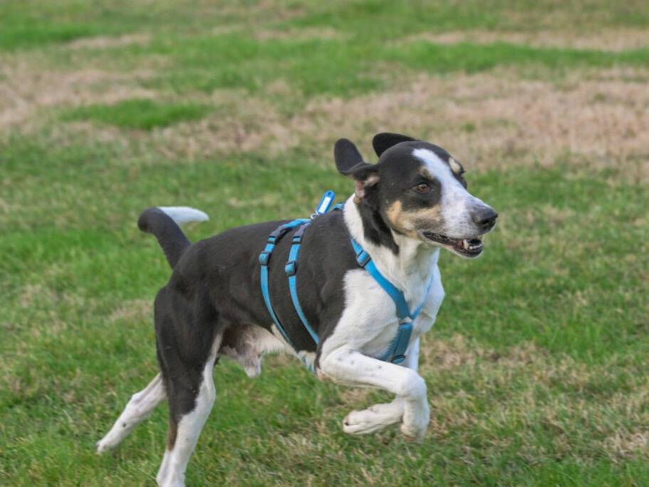 Adozione cane, maschio, Segugio Razza sconosciuta, 2 anni e 3 mesi, taglia grande, Milano