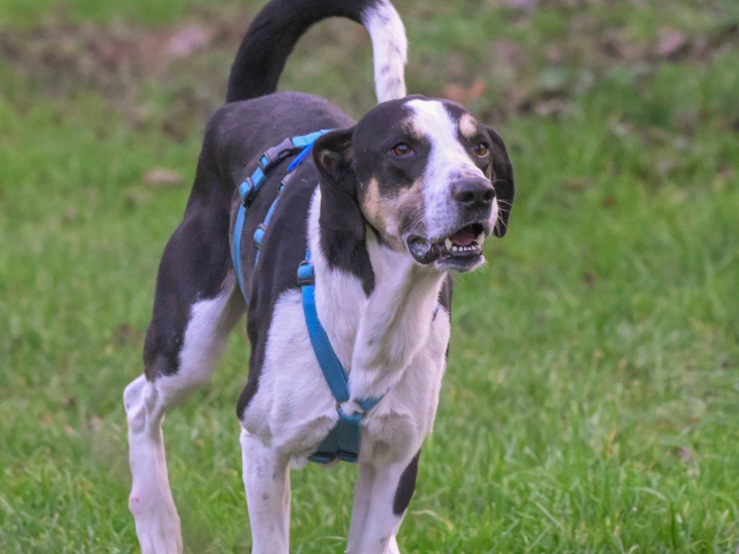 Adotta un cane, maschio, 2 anni e 3 mesi, Milano