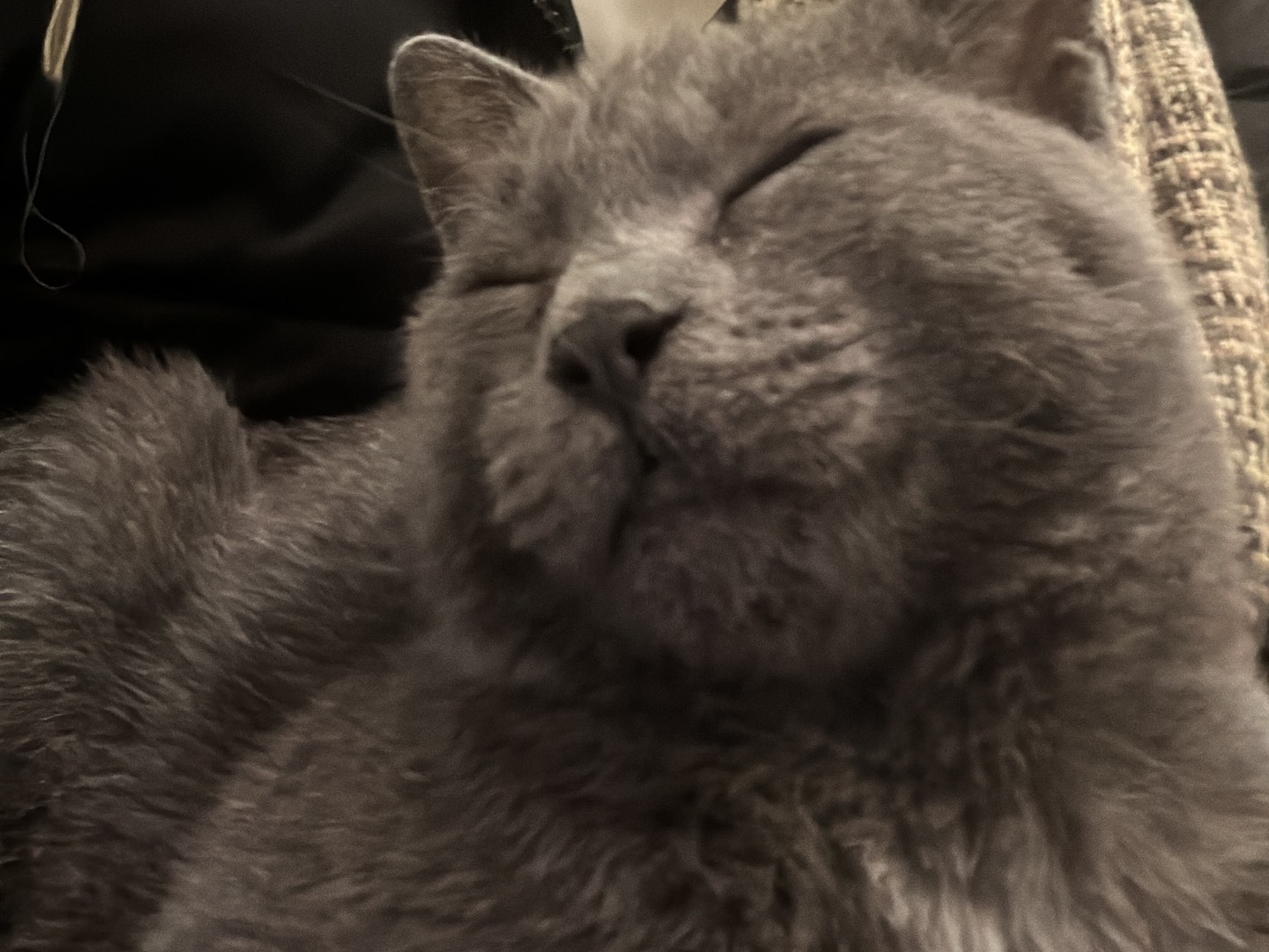 Adotta un gatto, maschio, 6 mesi, Bari