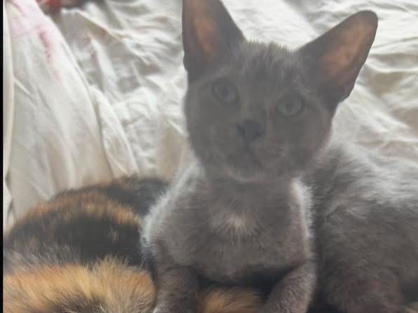 Vuoi adottare un gatto a Bari?