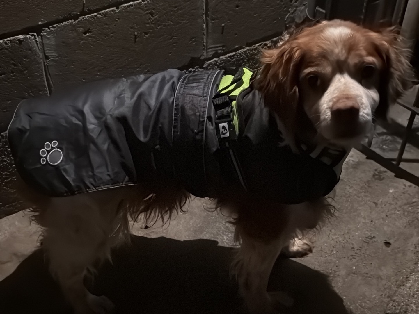 Vuoi adottare un cane a Monza?