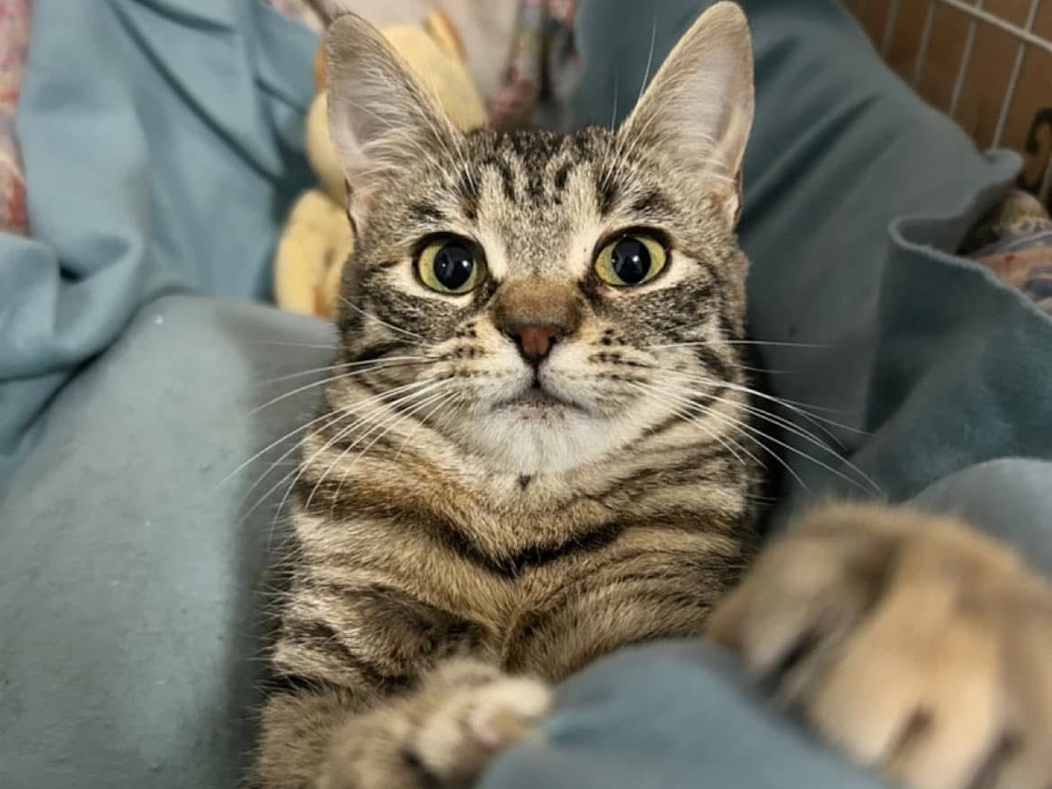 Adotta un gatto, femmina, 2 anni e 6 mesi, Bari